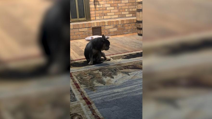 Este perro se convierte en el rey de la pista cuando escucha a Bad Bunny