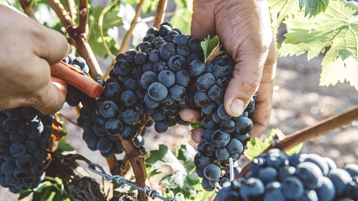 Uva tempranillo de Finca La María.
