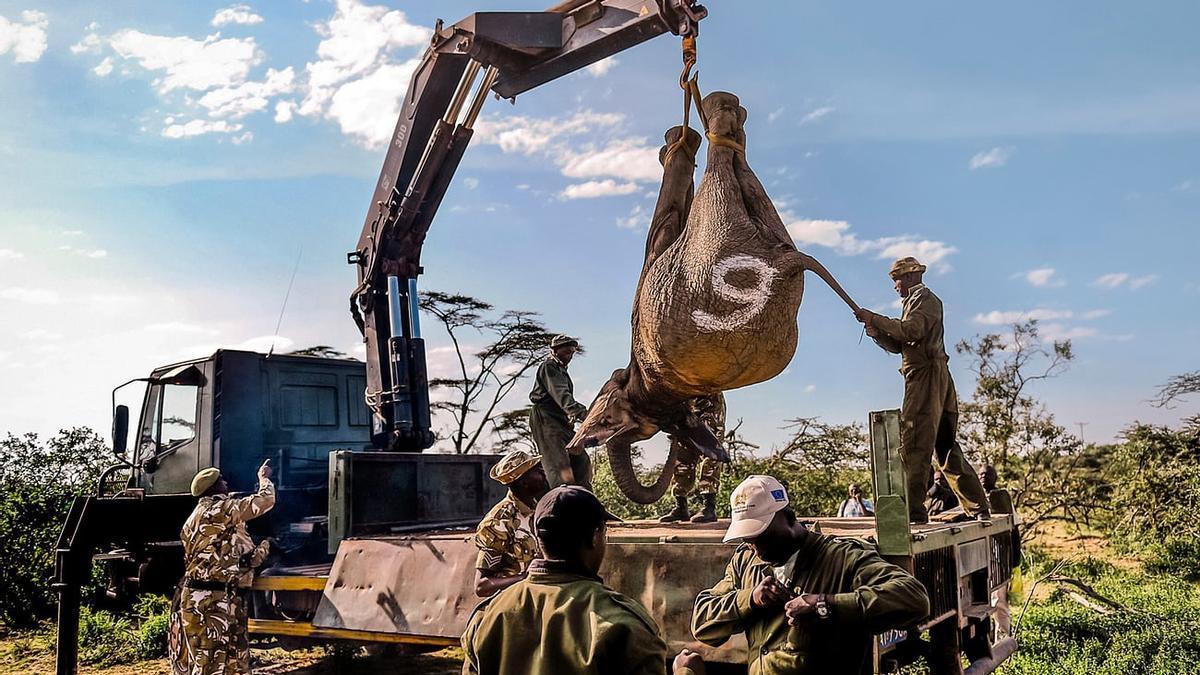 Elefante cazado para quitarle sus colmillos