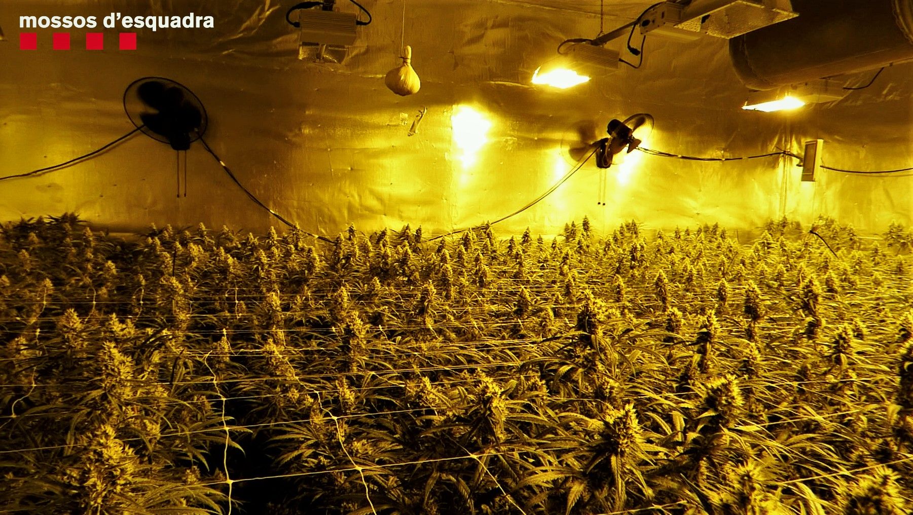 Plantación de marihuana decomisada en una nace de Cornellà.