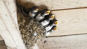 Los nidos de aves, incluso vacíos, no pueden ser destruidos