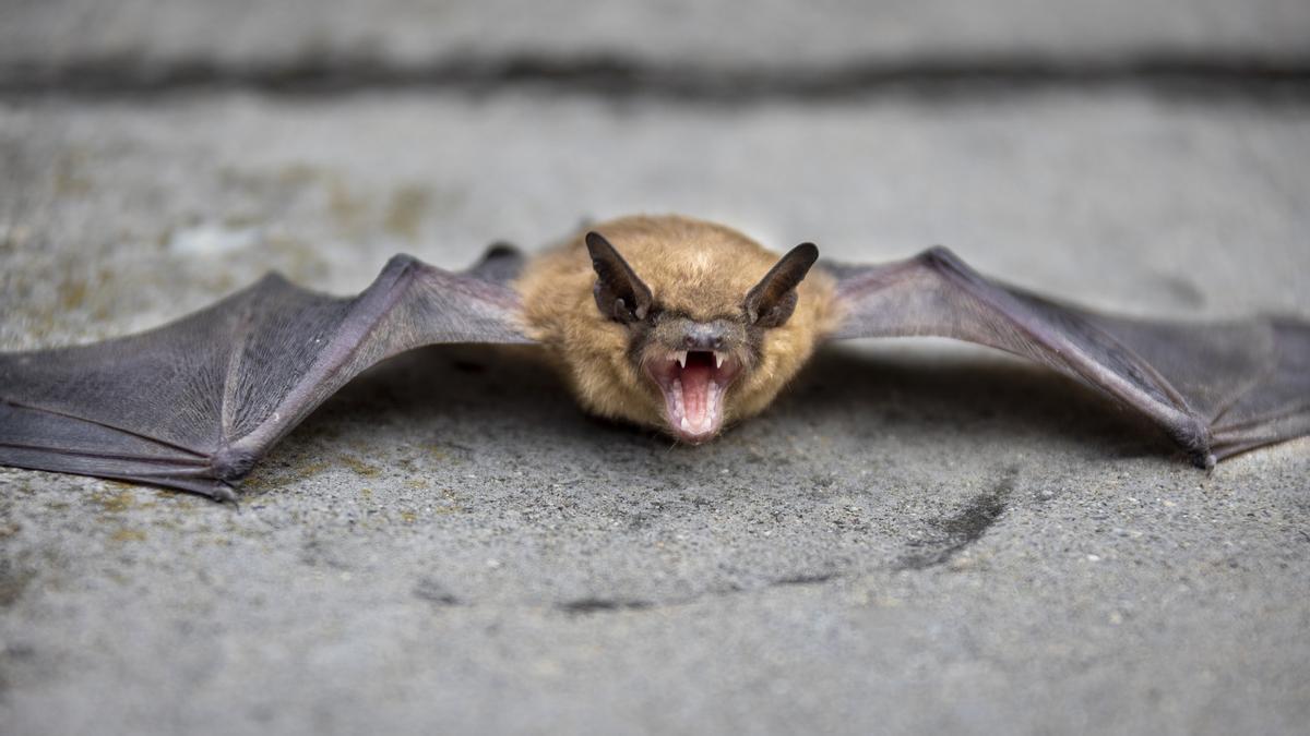 Los murciélagos comen insectos y evitan pesticidas