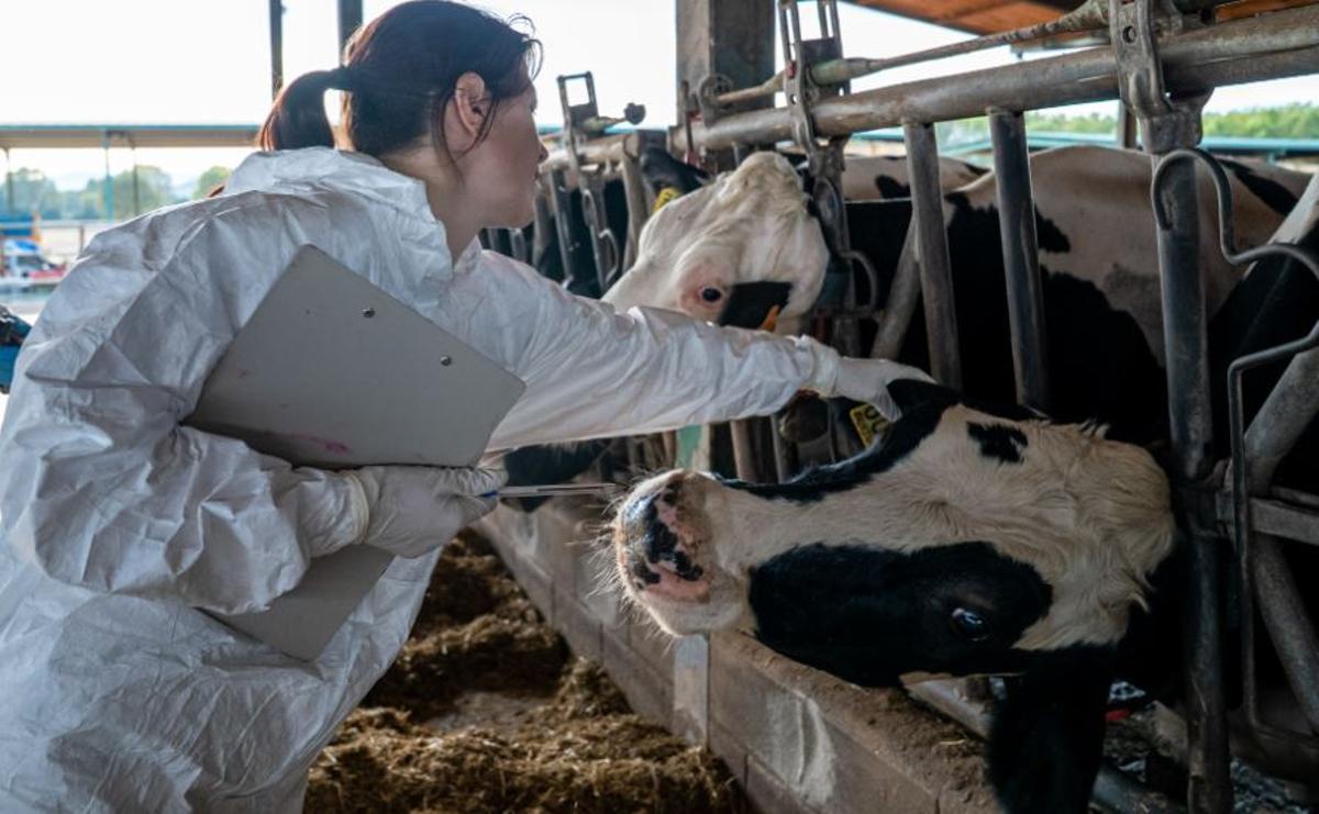 Una veterinària a una de les explotacions que han de vacunar les vaques contra la dermatosi