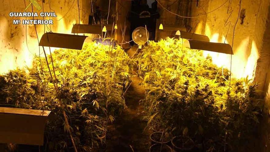 Detenido por tener en su casa de Sineu 284 plantas de marihuana