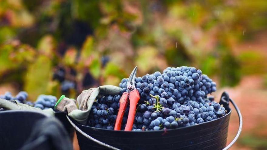 Vendimia de la variedad Bobal en Utiel-Requena.