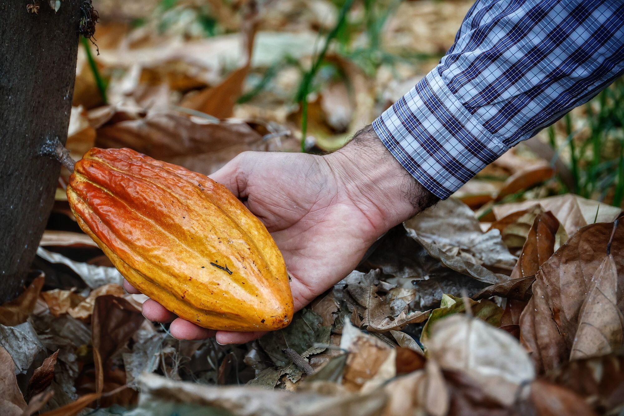 Finca de cacao en Valle de Guerra