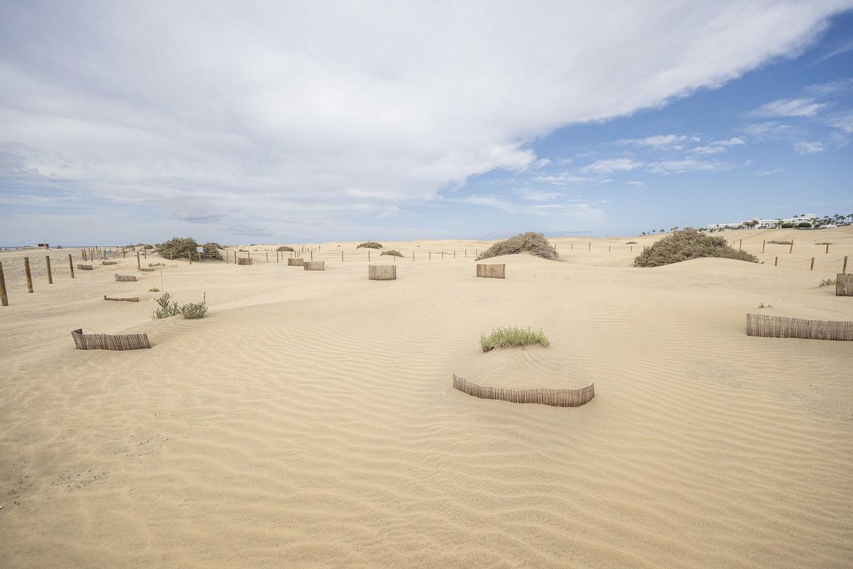 Las dunas embrionarias comienzan a formarse con la ayuda de los captadores de arena.