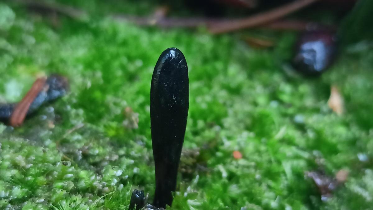 Glutinoglossum triseptatum