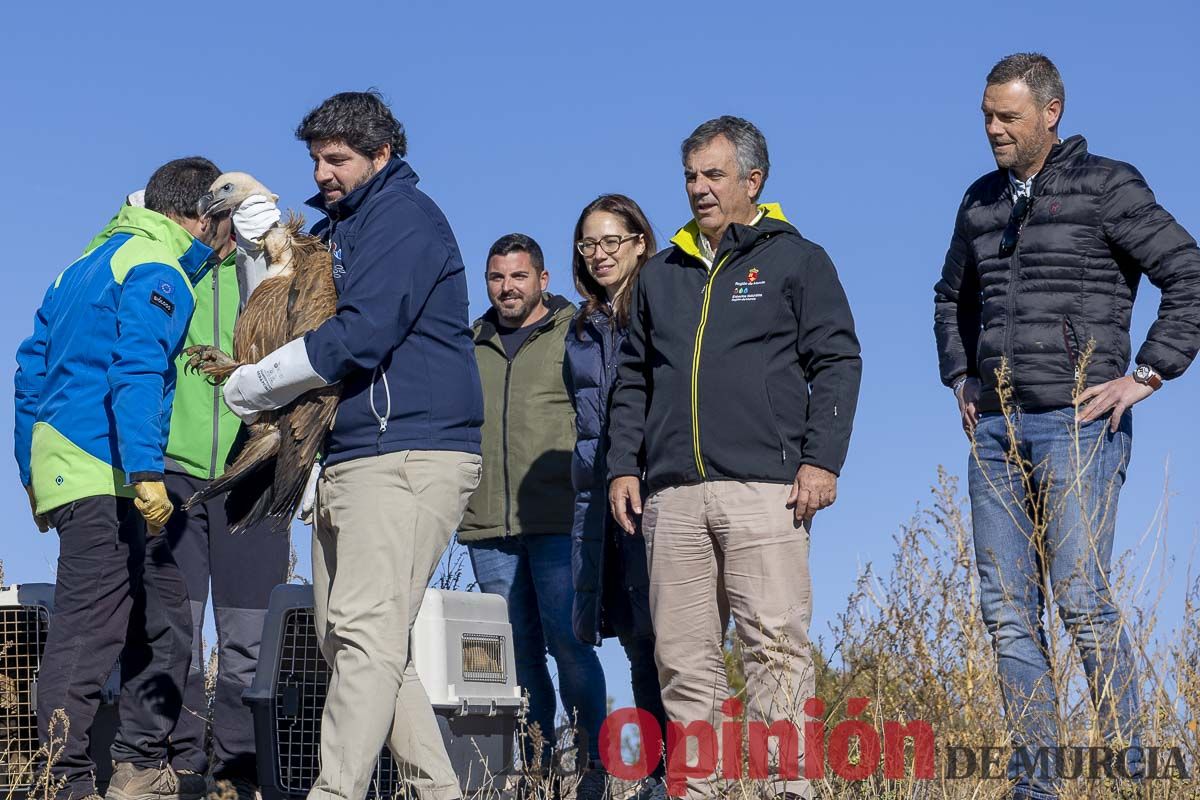 Suelta de dos buitres leonados en la Sierra de Mojantes en Caravaca