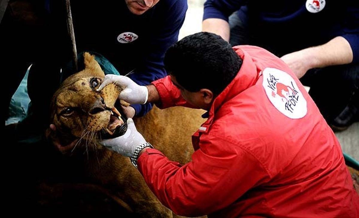 Tres veterinaris examinen la lleona Baghira, de 14 anys, durant una tomografia en una clínica per a animals a Sofia (Bulgària). Activistes de l’organització Quatre Potes van rescatar la lleona d’un zoo búlgar en el qual es trobava en molt males condicions.