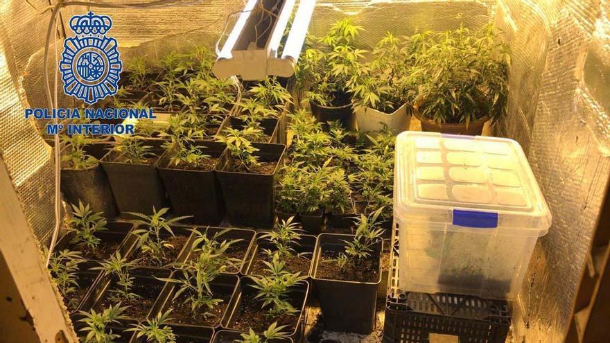 Desmantelada una plantación de 102 plantas de marihuana en un local de la Junta en Badajoz