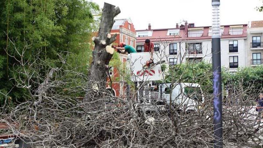 Varios operarios trabajan en las labores de corte del árbol del que hoy se cortará el tronco.