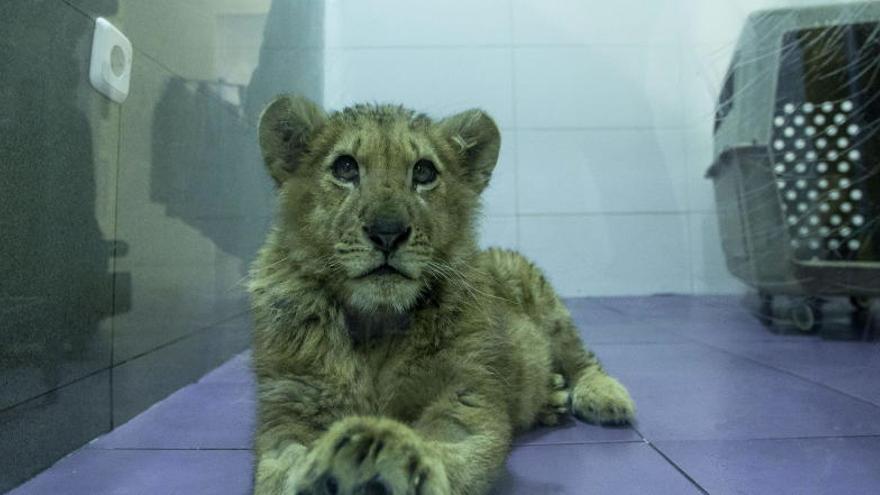Un cachorro de león en una jaula.