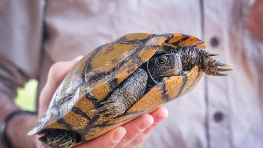 Detalle de una tortuga de Florida de tamaño mediano.