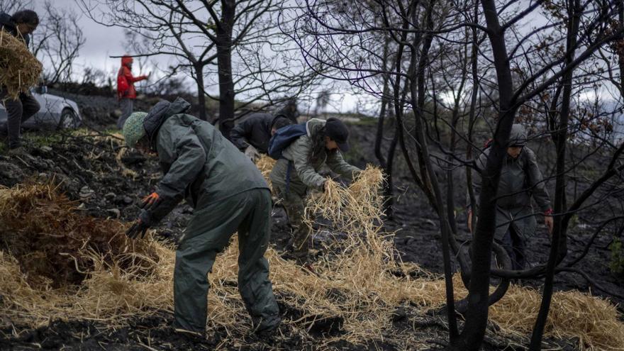 El domingo, voluntarios coordinados por Amigas das Árbores actuaron en Maceda. |  Brais Lorenzo