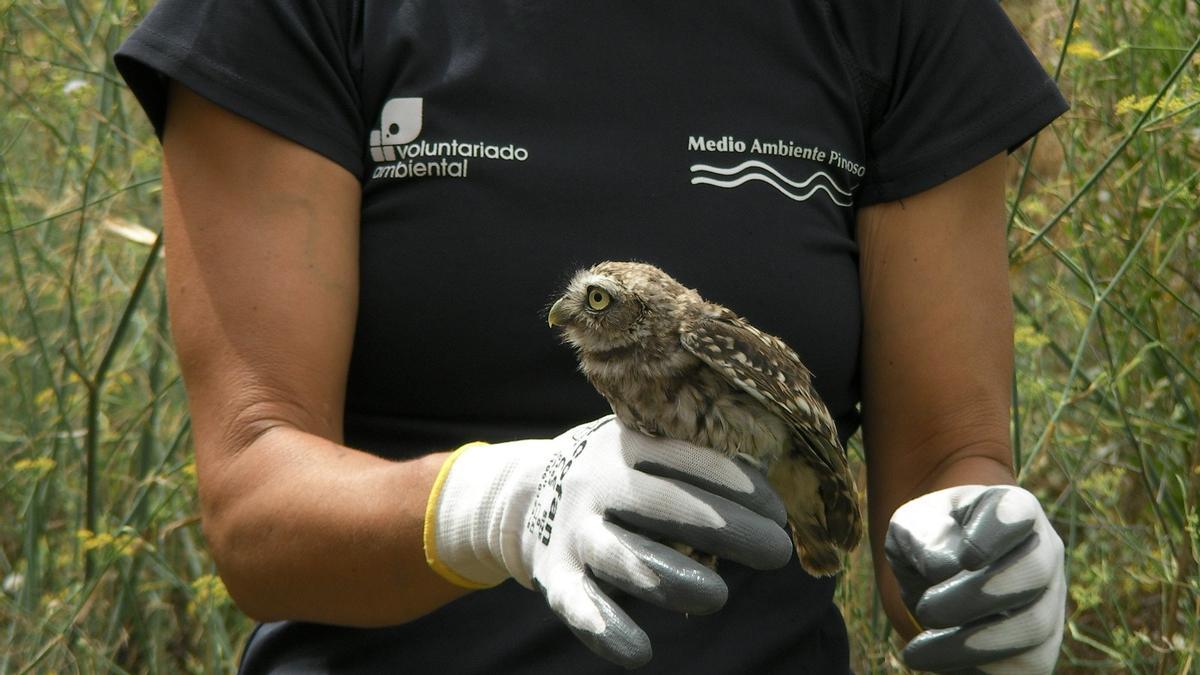 La última suelta de aves del Voluntario Ambiental de Pinoso en el humedal del Prado-Rodriguillo.