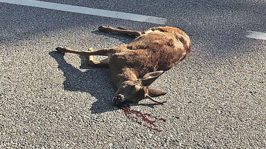 Cabirols, teixons, gats mesquers, guilles: exemples de fauna morta per xoc amb vehicles a la C-59, captats pels usuaris  | TWITTER PLATAFORMA C59 SEGURA