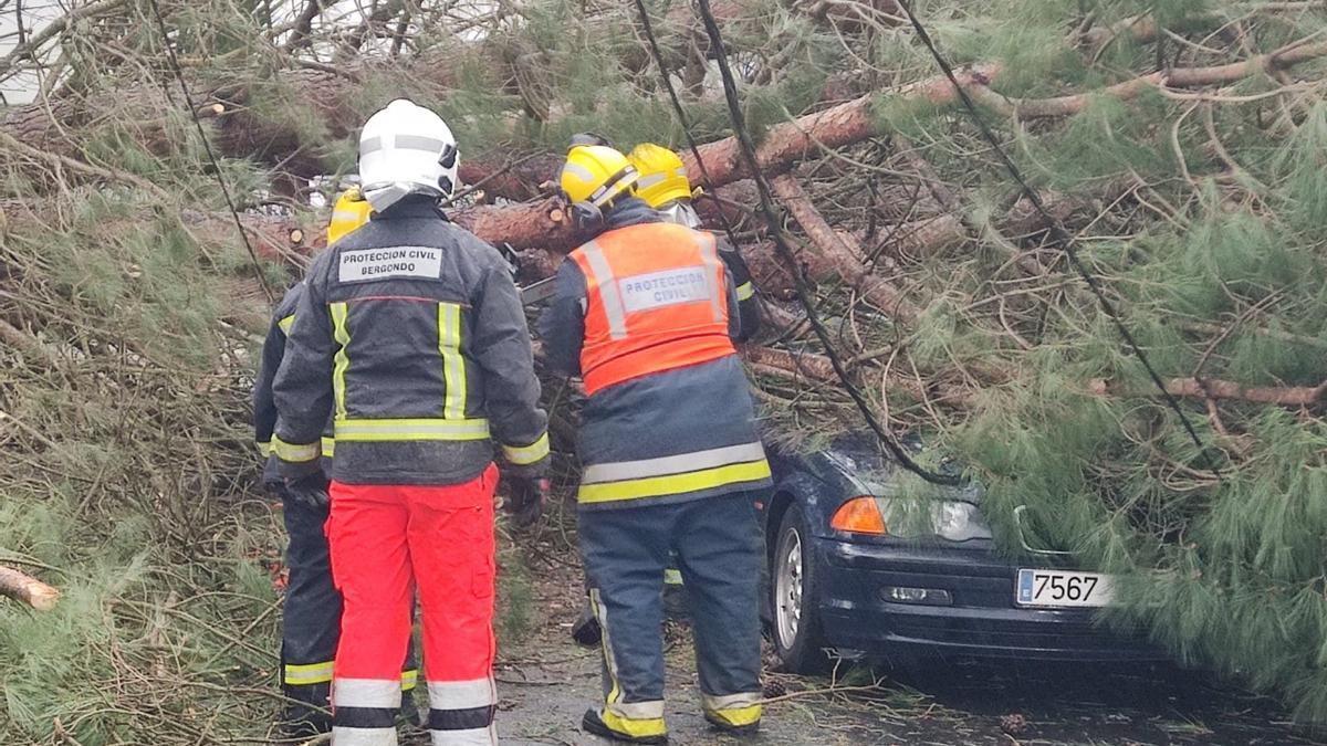 Efectivos de Protección Civil de Bergondo junto al árbol que se desplomó sobre un coche en A Campiña