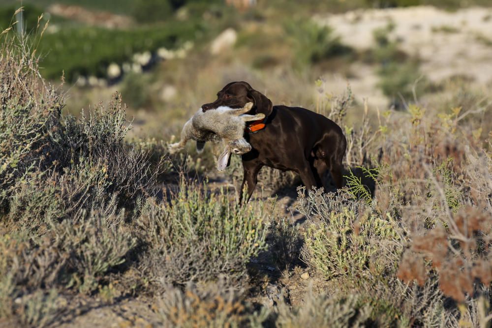 Diez mil cazadores inician la temporada de caza del conejo