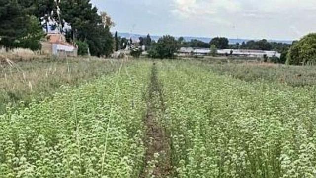 Una plantación de especies aromáticas del centro tecnológico CITA. | GOBIERNO DE ARAGÓN
