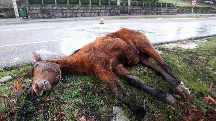 Condenan a la Xunta a pagar a un joven con invalidez tras chocar con un caballo salvaje en Pazos de Borbén