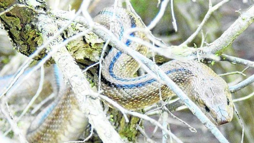 Otro ejemplar de culebra escalera en la Mola