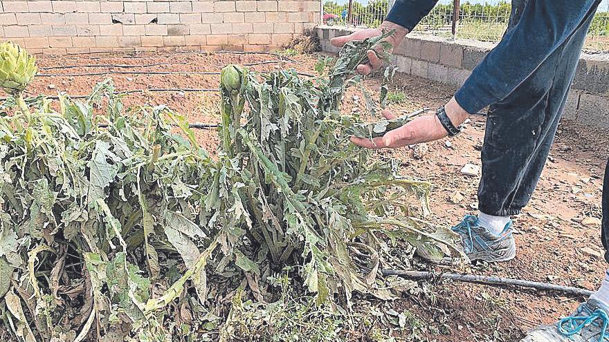 La Vilavella defiende que su término municipal fue la &#039;zona cero&#039; de la granizada.