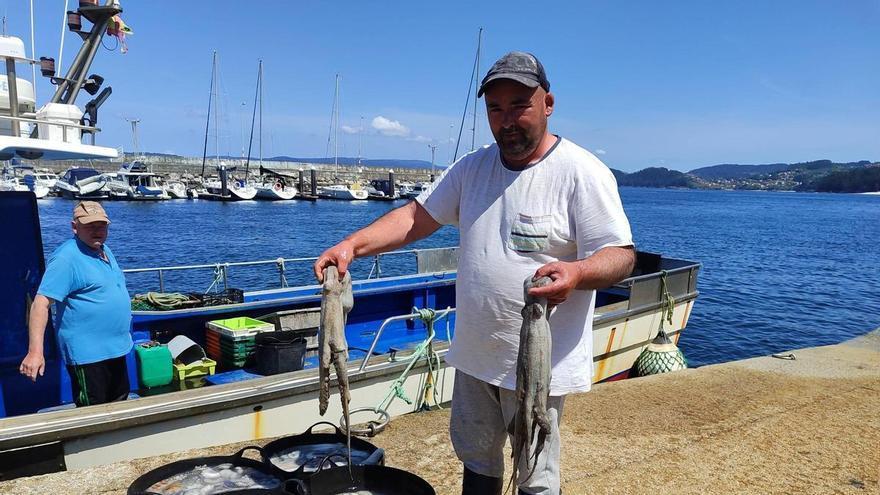La campaña del pulpo afronta sus últimos días antes de la veda, con más de 205.000 kilos y 2,4 millones en O Morrazo