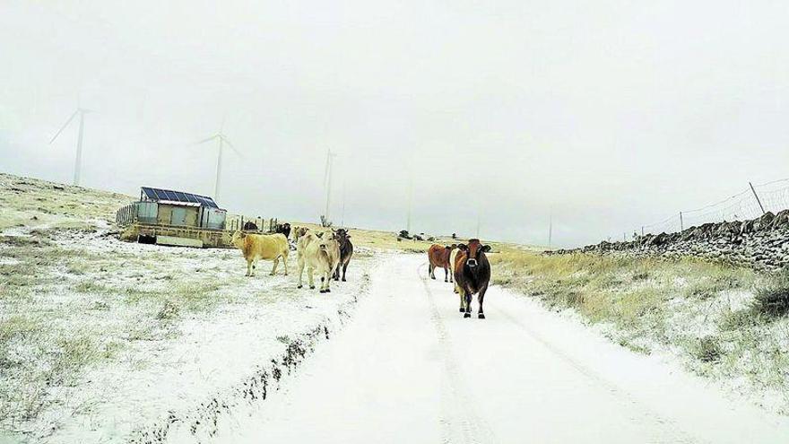 ‘Dora’ deja a su paso la  primera nevada en el interior de Castellón