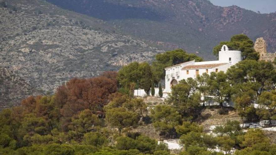 Una plaga amenaza los pinos de los parajes de la Magdalena, Desert y Serra d&#039;Espadà