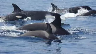 El misterio de las orcas 'gladis': ¿Por qué crecen los choques con veleros en el Estrecho de Gibraltar?