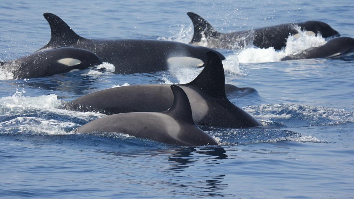 En El Estrecho de Gibraltar tan solo quedan 40 ejemplares de orca ibérica, un subtipo de la orca atlántica.