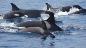 En El Estrecho de Gibraltar tan solo quedan 40 ejemplares de orca ibérica, un subtipo de la orca atlántica.