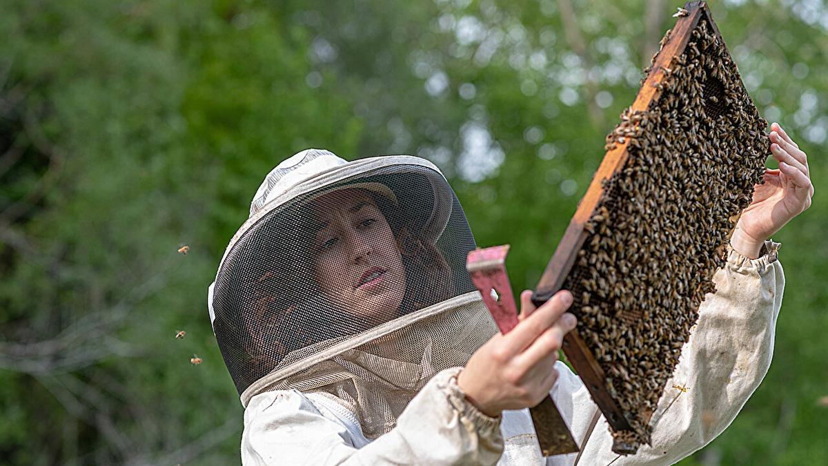 Samantha Alger, directora del Laboratorio de Abejas de Vermont, inspecciona un marco de abejas.