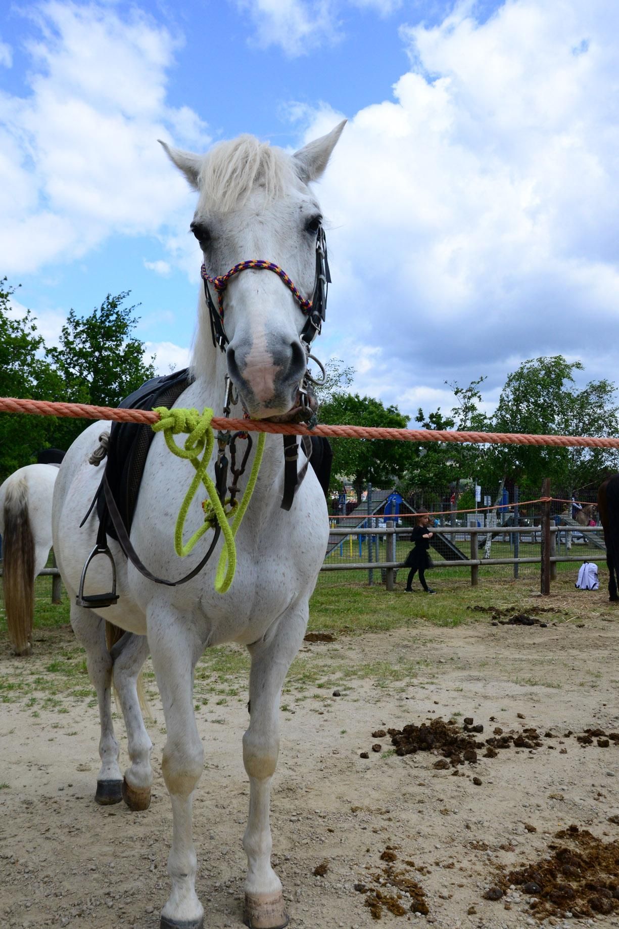 Más de 200 jinetes en la Xuntaza Cabalar de Moaña