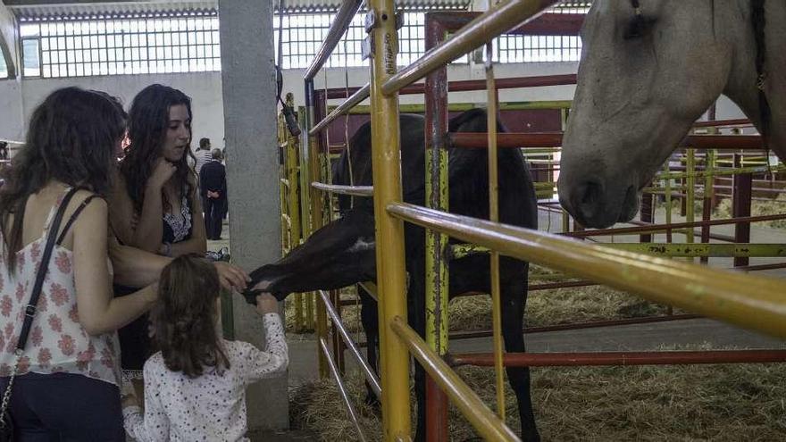 Una familia acaricia un potro en la exposición de ganado.