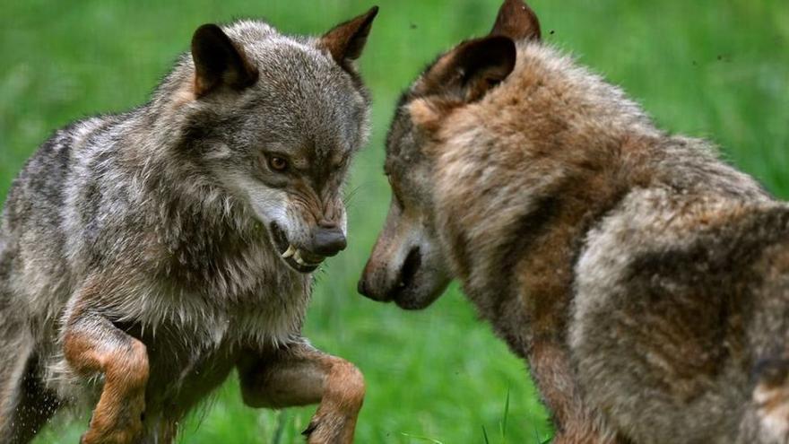 Una pareja de lobos peleándose en la Casa del Lobo.