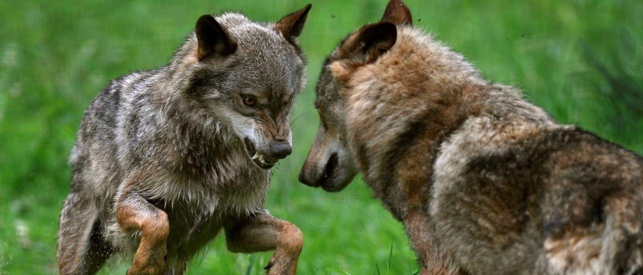 Una pareja de lobos peleándose en la Casa del Lobo.