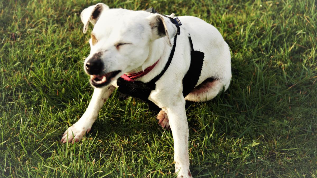 MASCOTAS: Los motivos por los que tu perro estornuda (no es porque está  resfriado)