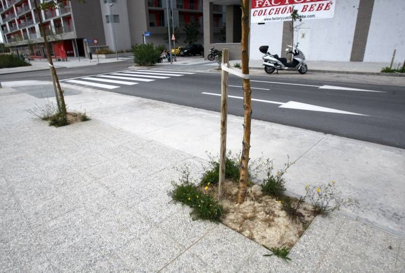 Fotogalería: Abandono de zonas verdes en Parque Venecia