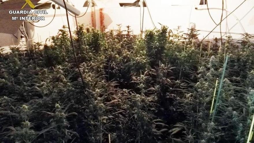 Desmantelada una plantación de marihuana en una nave de La Carlota