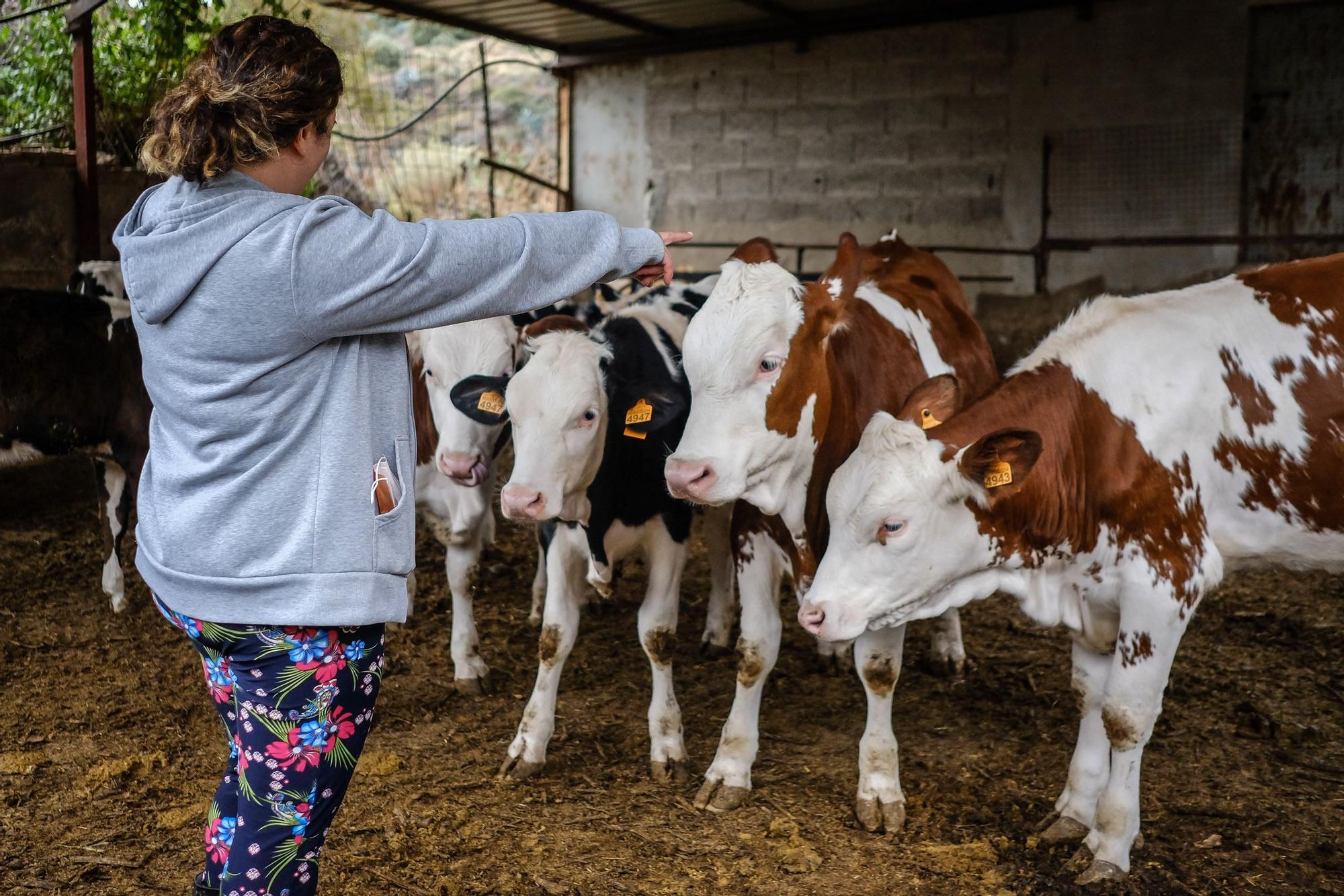 Judith González, ganadera de Valsequillo con casi un centenar de vacas