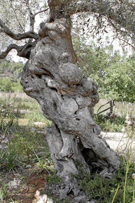 Schafherde, Baumplantage und Paradies für Insekten: zu Besuch bei Jaume Seguí und seinen 18 Hektar Bioland bei Capdellà