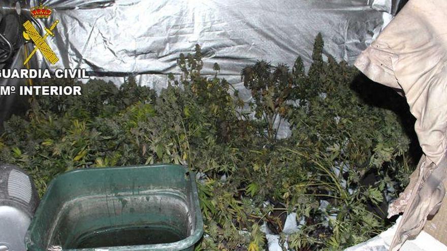 Detenidos los responsables del cultivo de marihuana incendiado en Vinaròs