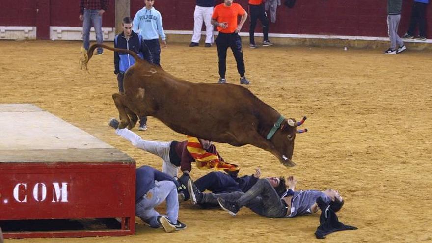 Reventón en la plaza en el último día de vaquillas