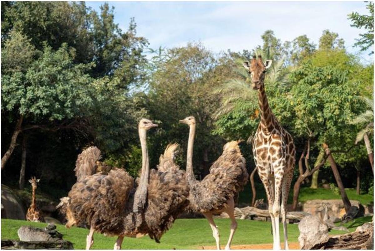 Avestruz y jirafas en la Sabana de Bioparc Valencia.