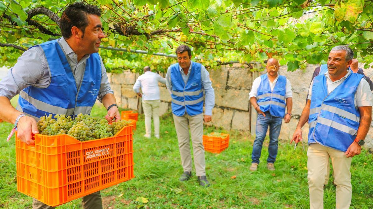 Luis López cargando cajas de uva en la vendimia de la bodega Paco & Lola.