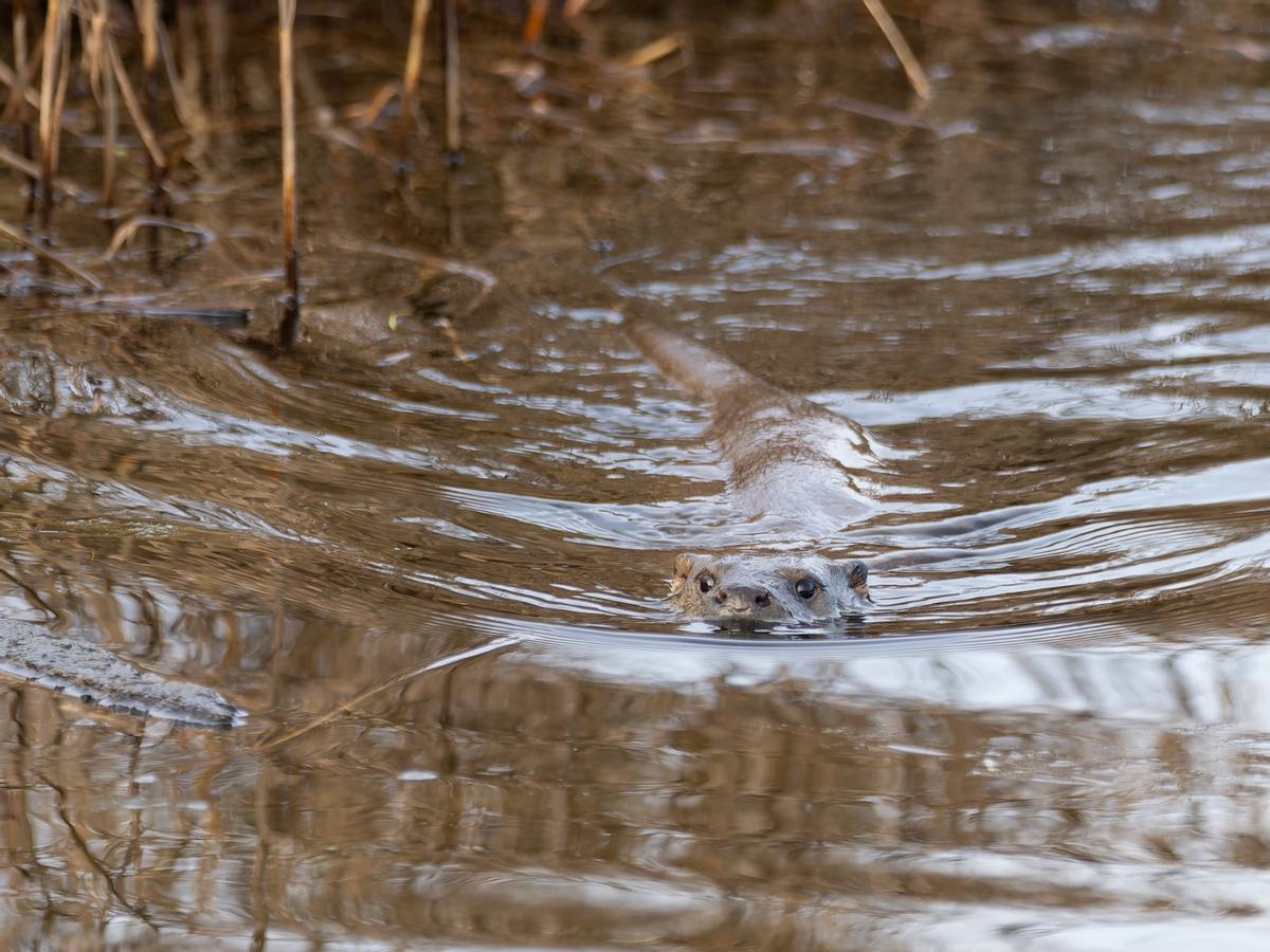 Las excepcionales imágenes tomadas por Amador Nogueiro en el estuario maliayés