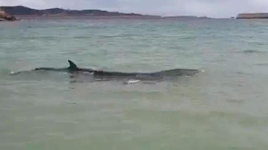 Una ballena a pie de playa en Galicia