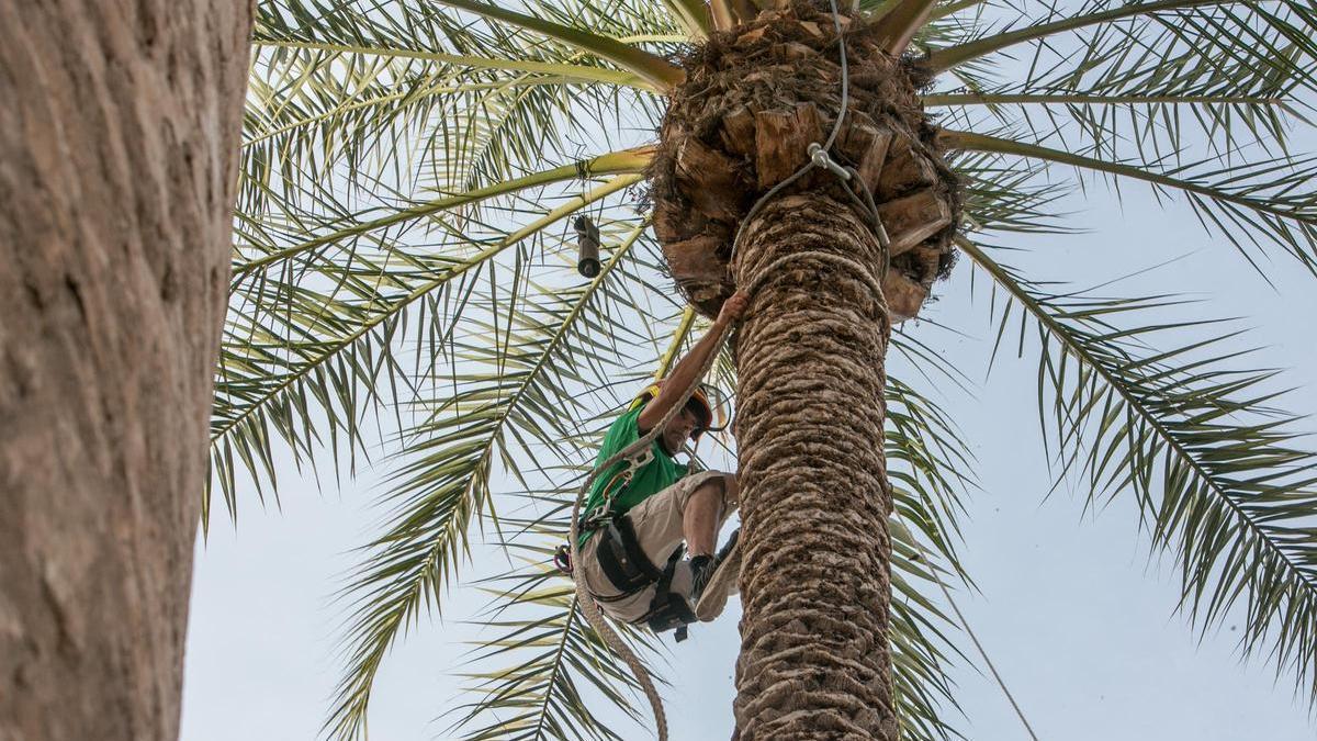 Un palmerero subido a una palmera en el concurso de trepa